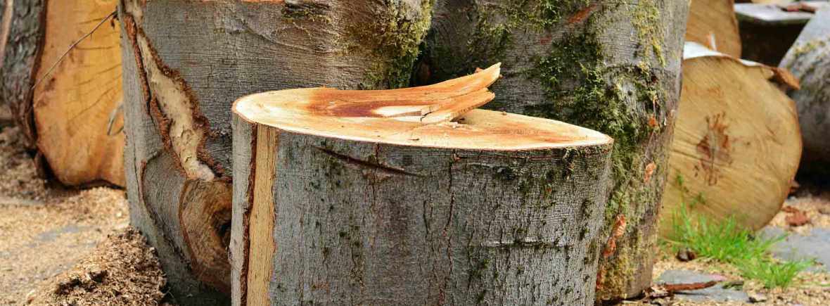 Garden-Maintenance-Landscaping-Driveways-Patios-Paving-Tree-Surgeon-Sunshine-Gardens-Christchurch-Dorset